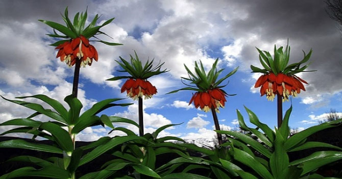 Hakkari’ye bahar ters lalelerle geldi