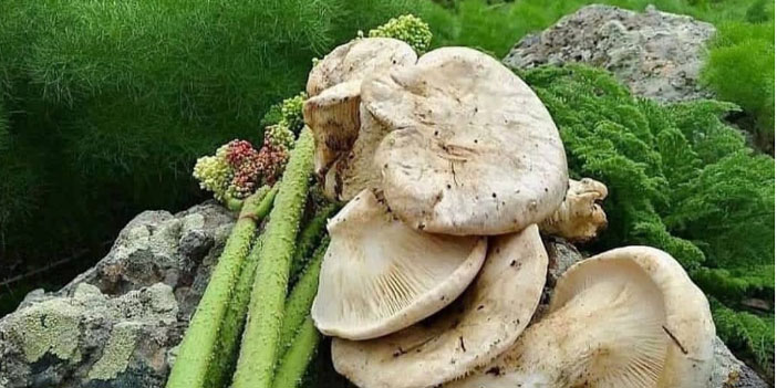 Besin kaynağımız otlar