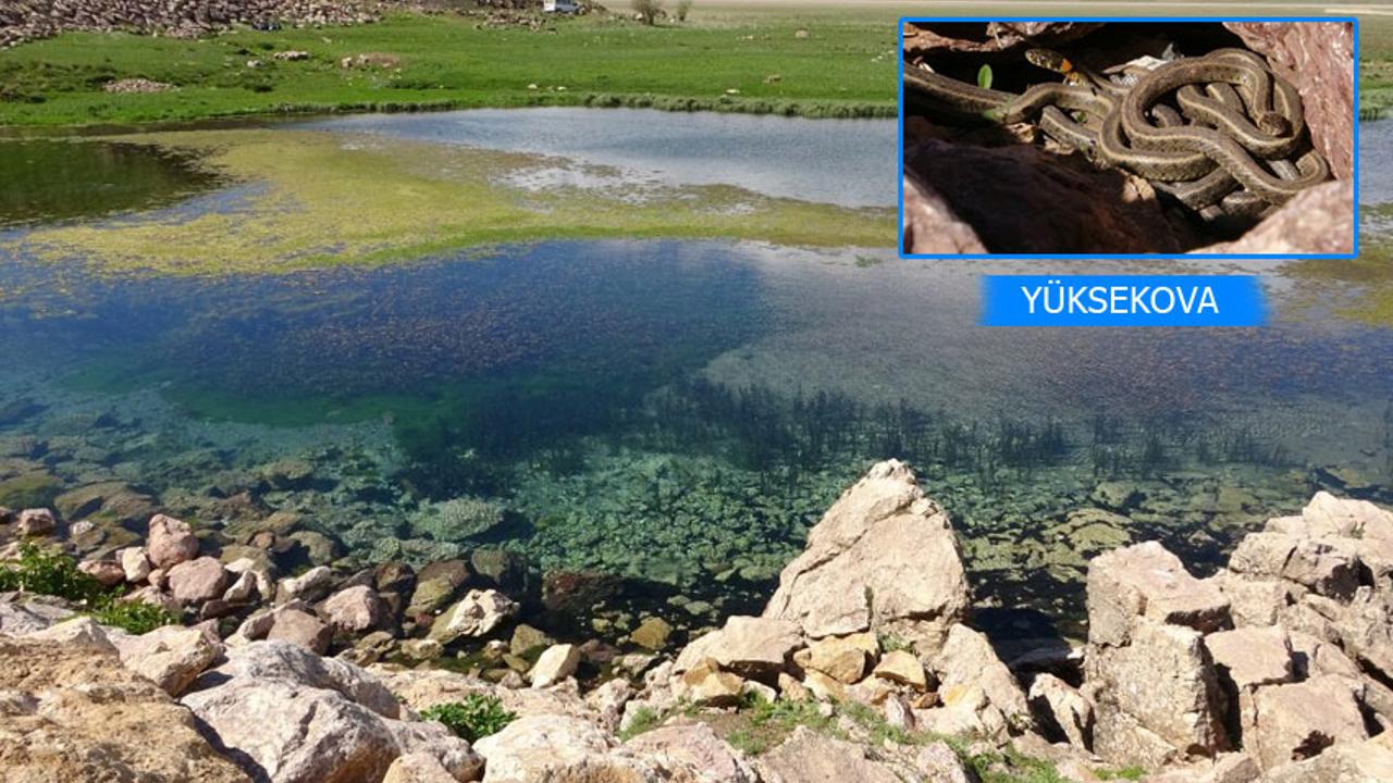 Yüksekova’da zararsız yılanlar ortaya çıktı