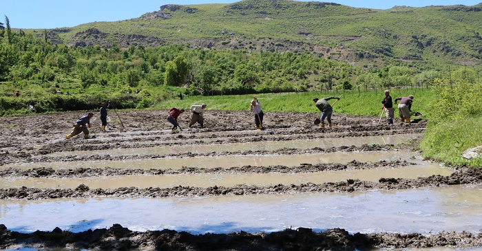 Çukurca'da imece usulü çeltik ekiliyor