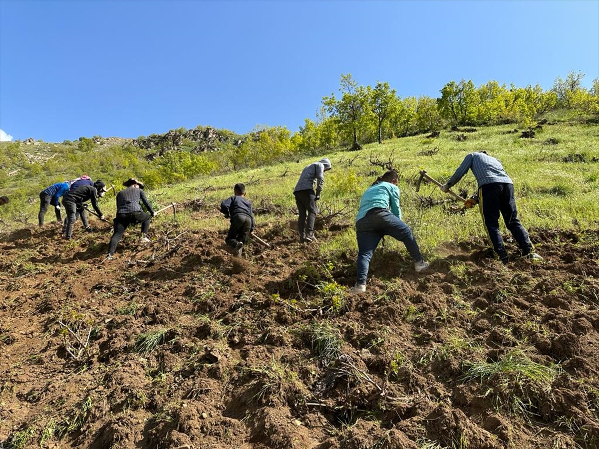 Şemdinli'de bağlar imece usulüyle temizleniyor