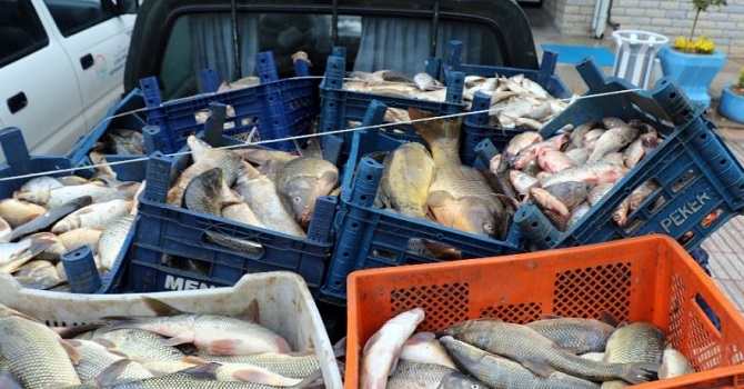 Elazığ'da Kaçak Avlanan 3,5 Ton Balık Ele Geçirildi