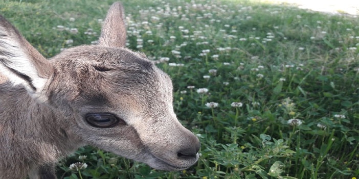 Hakkâri’de bulunan yavru yaban keçisi koruma altına alındı