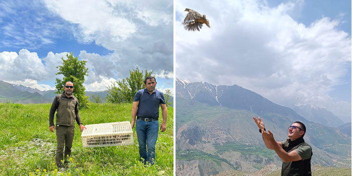 Hakkari'de 650 kınalı keklik doğaya salındı