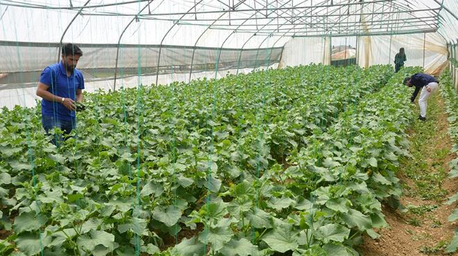 Yüksekova'da seracılığa başladı talebe yetişemiyor