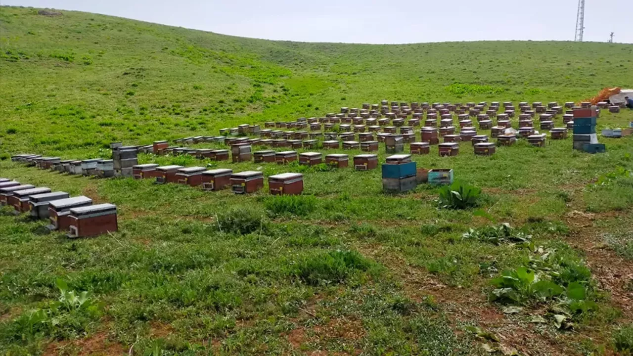 Arıları telef olan vatandaş destek bekliyor