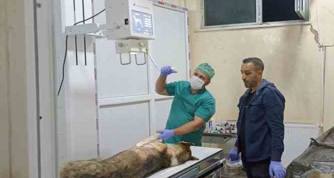 Yaralı köpeğe belediye ekibi sahip çıktı