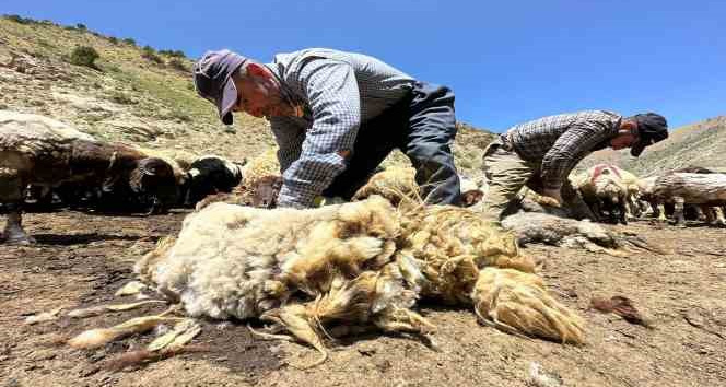 Yüksekova'da koyun kırkma mesaisi