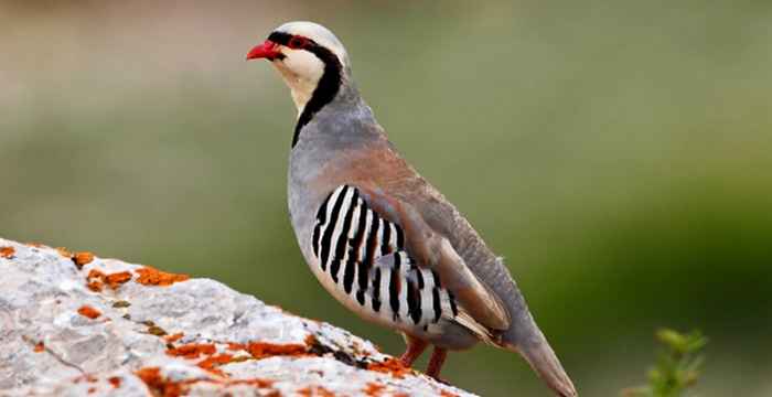 Ele geçirilen keklikler doğaya bırakıldı