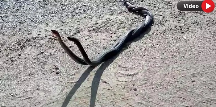 Hakkari’de yılanların çiftleşme dansı böyle görüntülendi