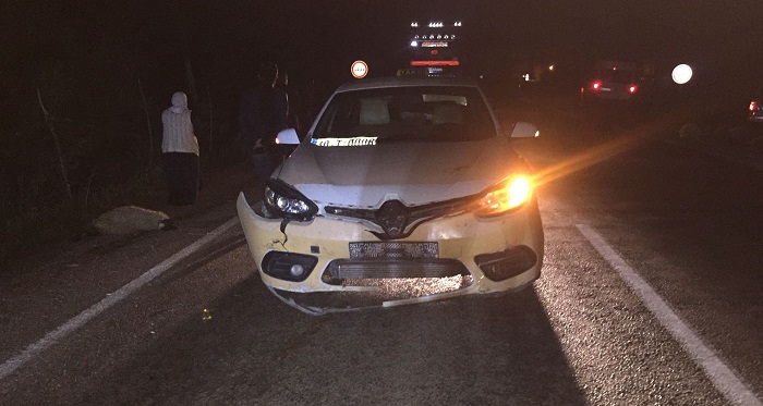 Hakkari'de iki araç koyun sürüsüne çarptı: 20 koyun telef oldu