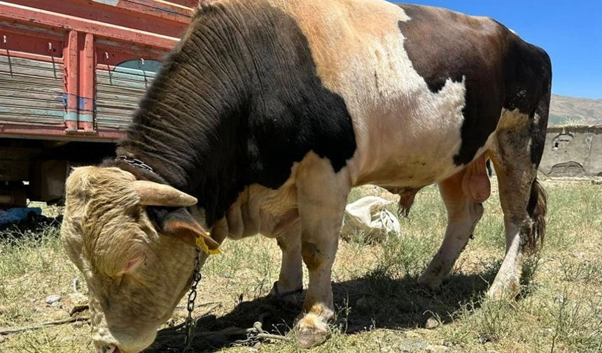 Yüksekova’da 1 ton 100 kilogramlık 'Paşa' alıcısını bekliyor