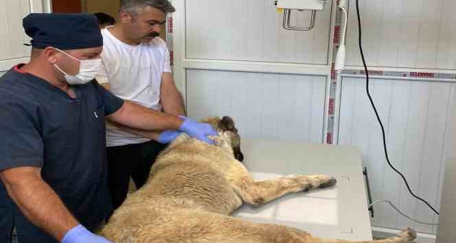 Bayramda sokak hayvanları unutulmadı