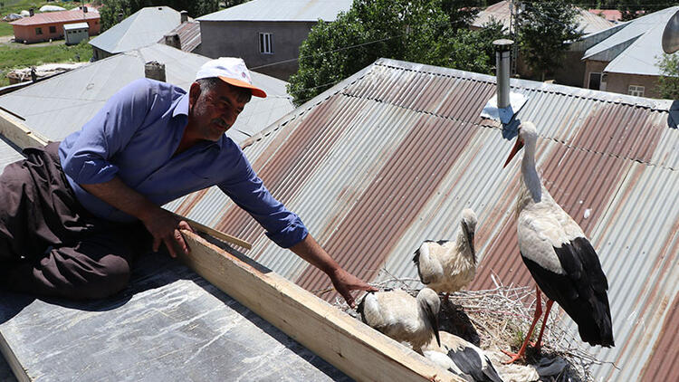 20 yıldır yuvalarını terk etmiyorlar