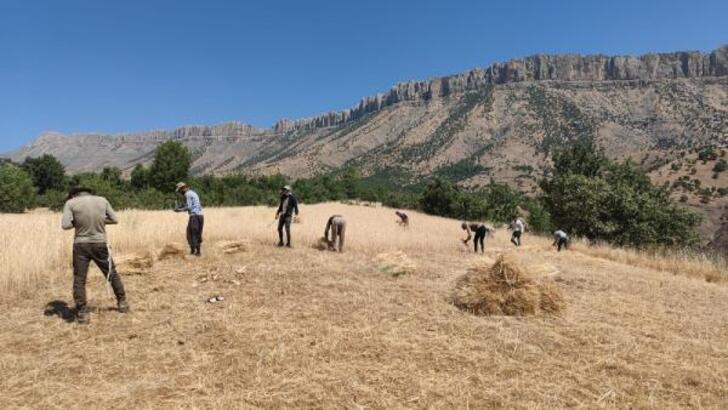 Derecik'te İMC usulü buğday biçiyorlar