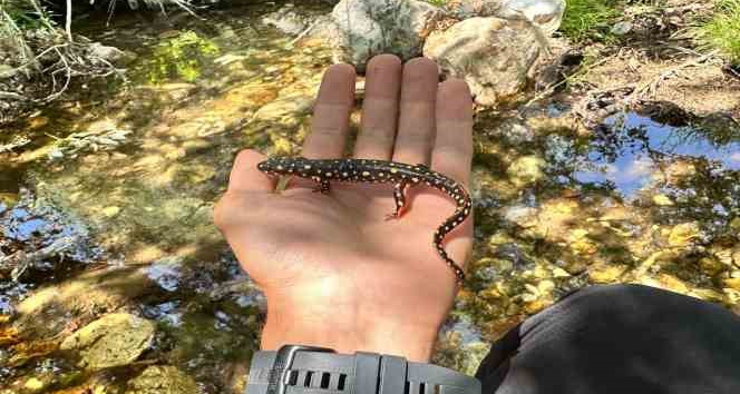 Yüksekova'da benekli semender görüntülendi