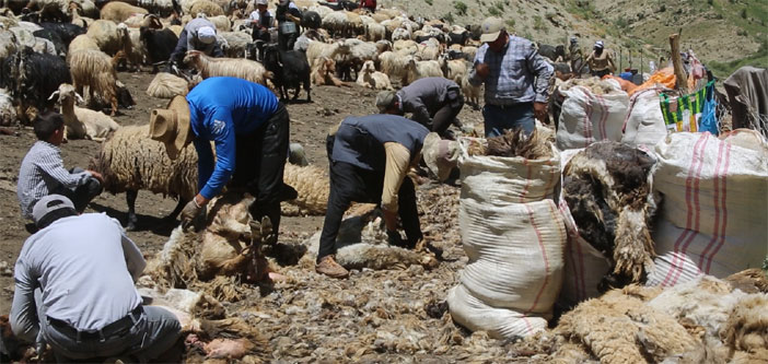 Yüksekova'da koyun kırkım zamanı