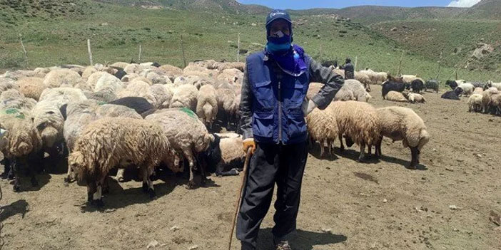 Hakkari'ye İran'dan ithal çoban