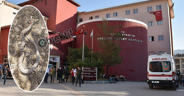 Hakkari'de yılanın soktuğu vatandaş hastaneye kaldırıldı