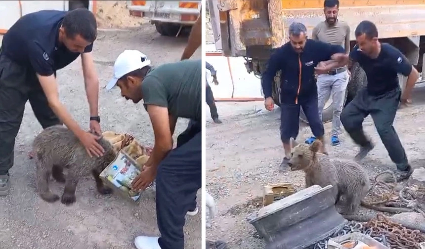 Kafası tenekeye sıkışan yavru ayı kurtarıldı