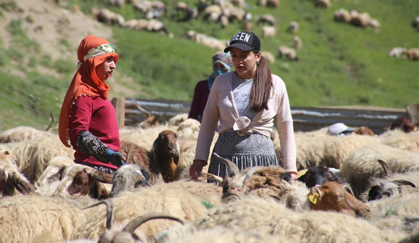 Esendere'de berivanlar ücretsiz taşınacak