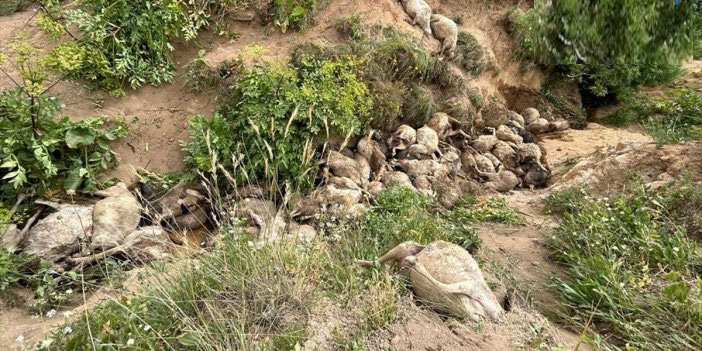 Uçurumdan düşen 117 küçükbaş hayvan telef oldu