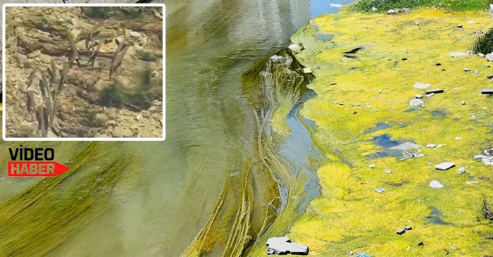 Yüksekova'da rezalet görüntüler