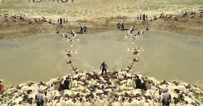Yüksekova'da içme suyunun kullanıldığı barajda koyunlar yıkandı!!