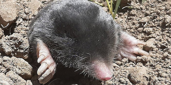 Hakkari'de 3 milyon yıldır yaşayan iki yeni köstebek türü keşfedildi