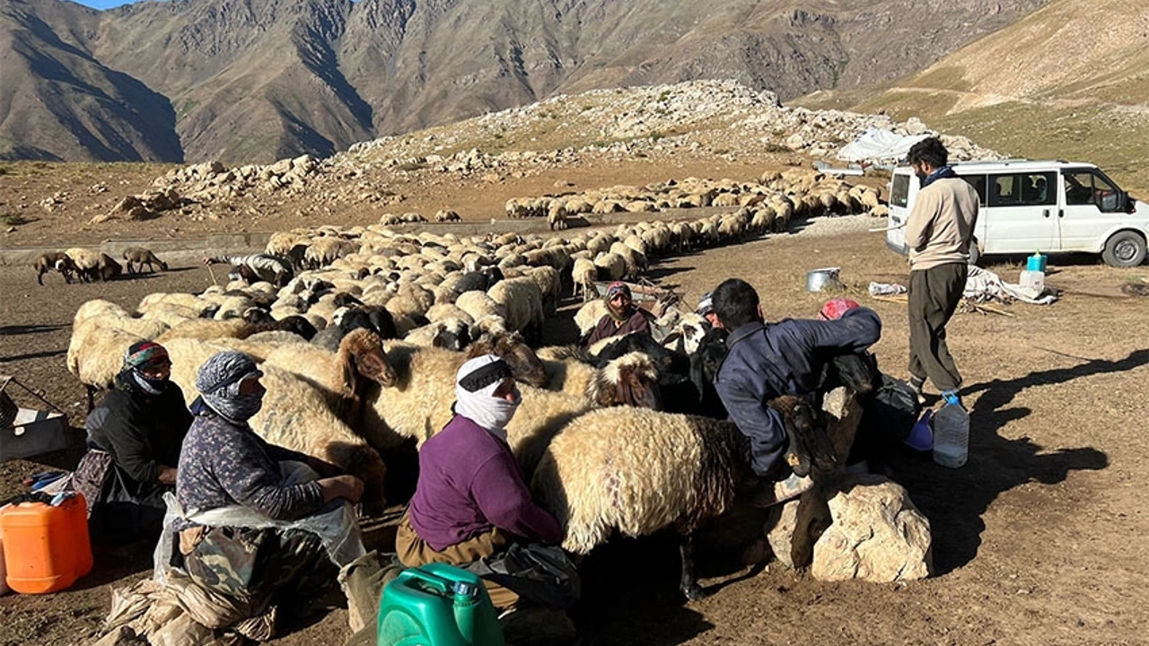 Şemdinli'de berivanların zorlu mesaisi