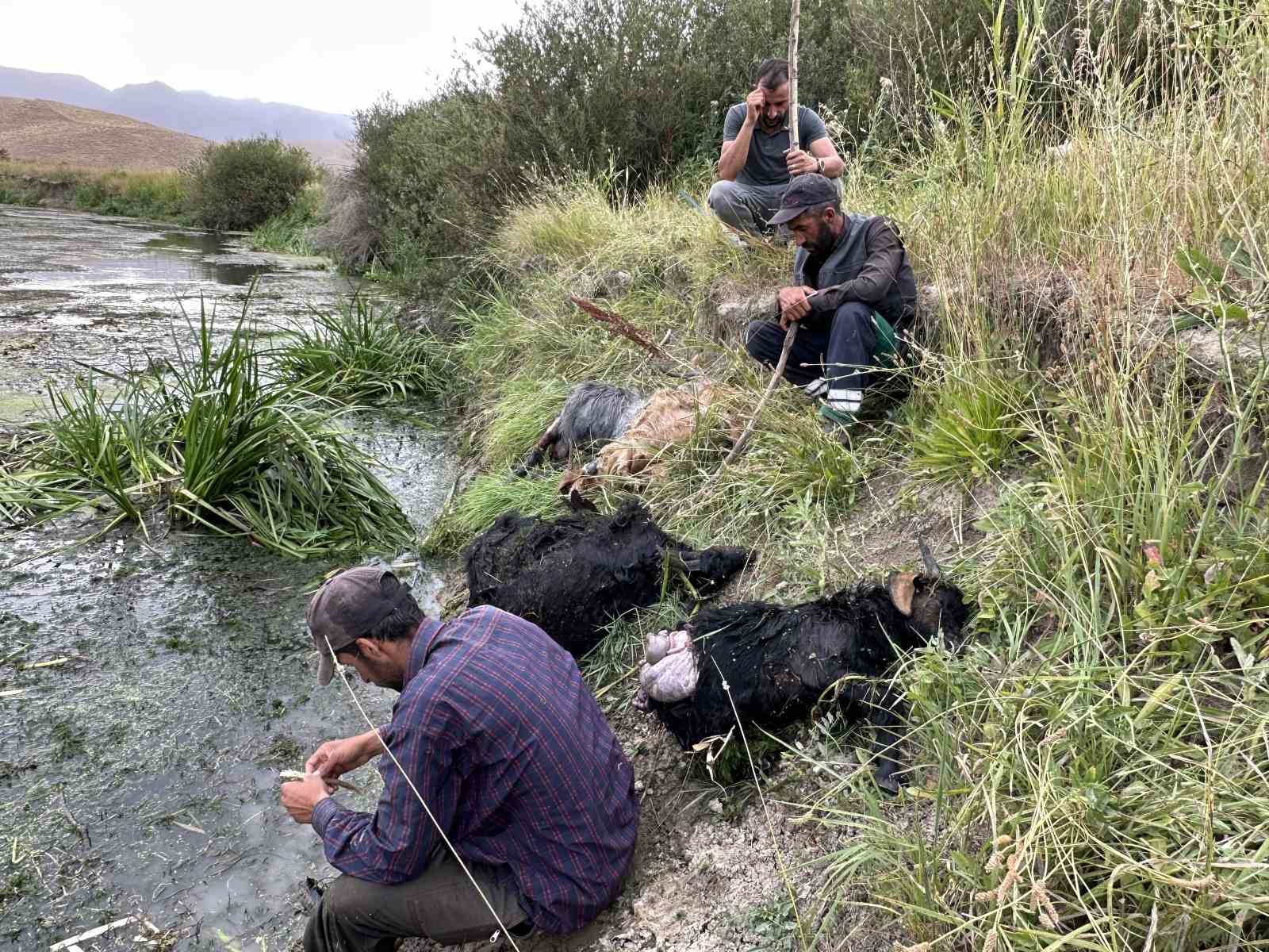 Köpekler sürüye saldırdı, 30’a yakın koyun telef oldu
