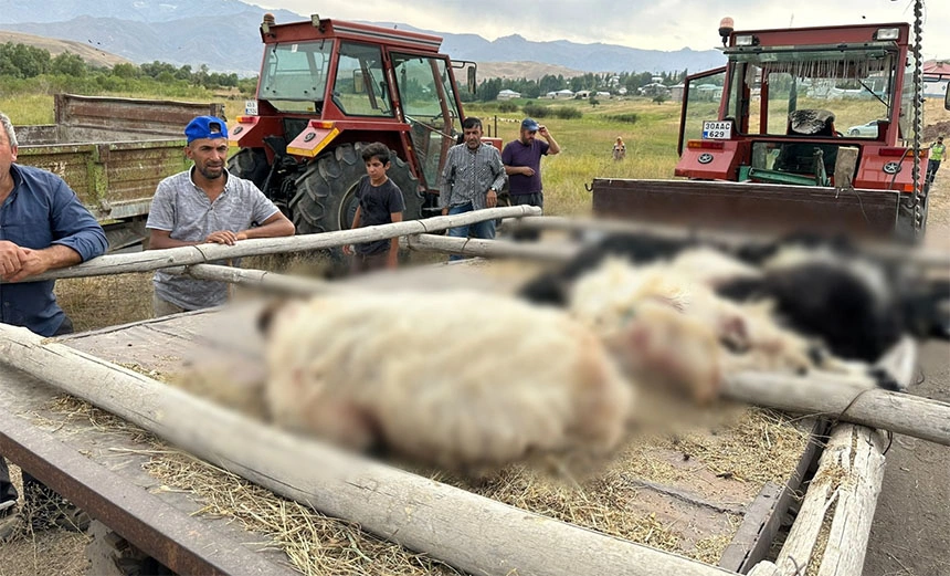 Yüksekova'da başıboş köpekler dehşet saçtı!