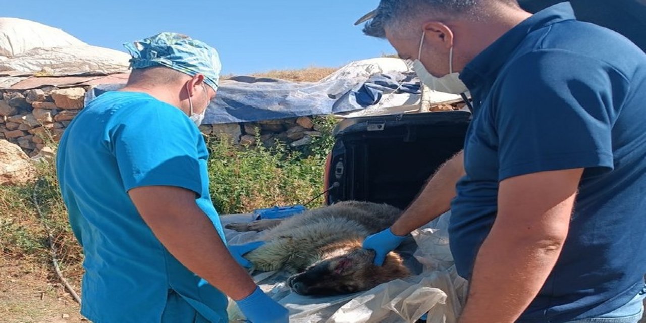 Hakkâri'de yaralı çoban köpeği kurtarıldı