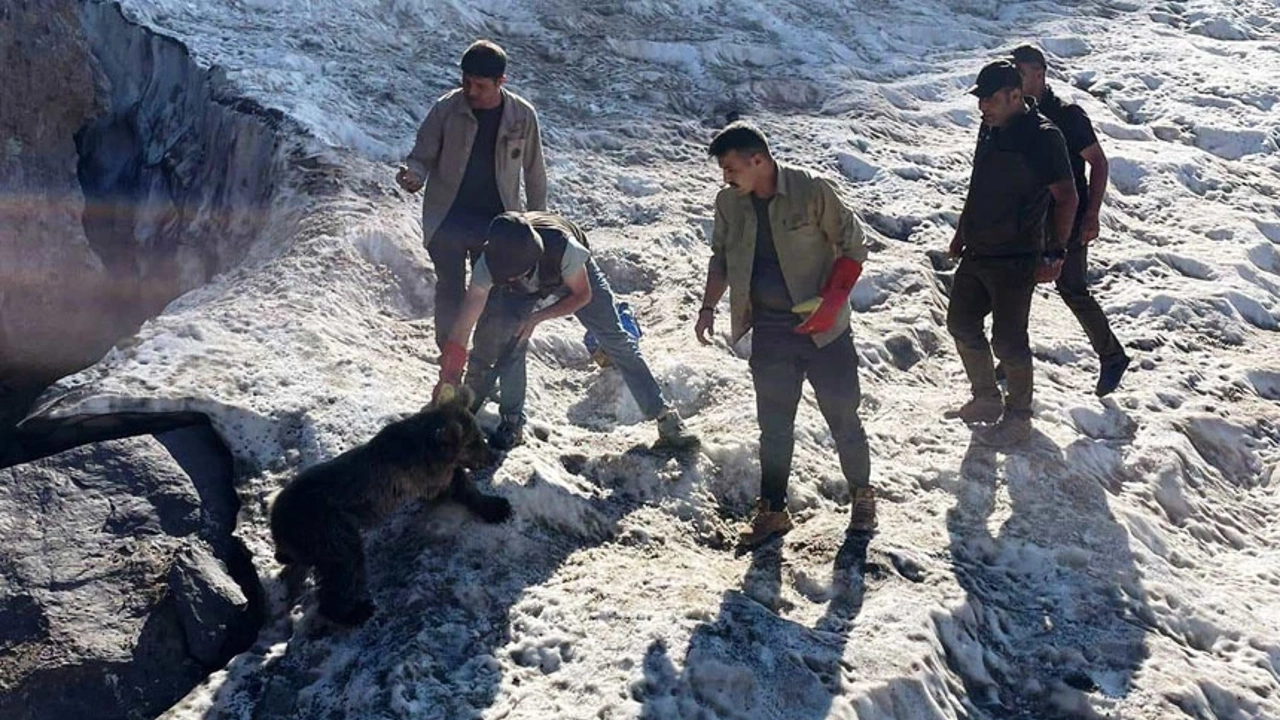 Hakkari’de yavru ayı DKMP ekipleri tarafından kurtarıldı