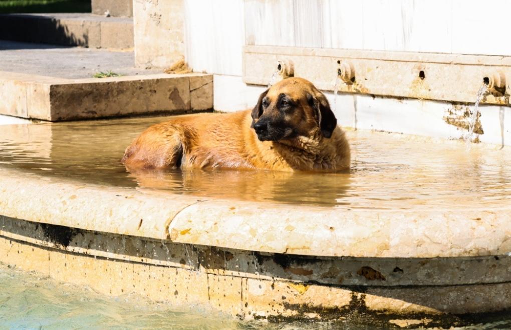 İklim ekstremleri artıyor