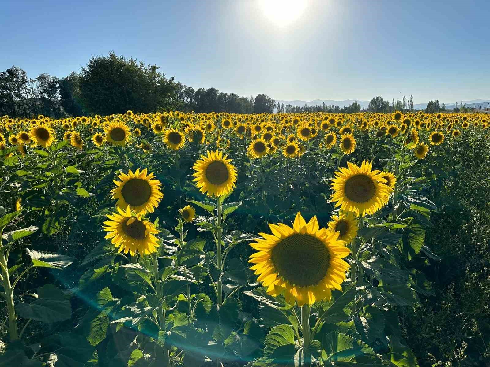 Trakya değil Yüksekova... Ayçiçek tarlası fotoğraf çektirmek isteyenlerin uğrak mekanı oldu