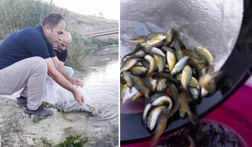 Yüksekova’da 100 bin adet sazan balığı yavrusu suyla buluşturuldu