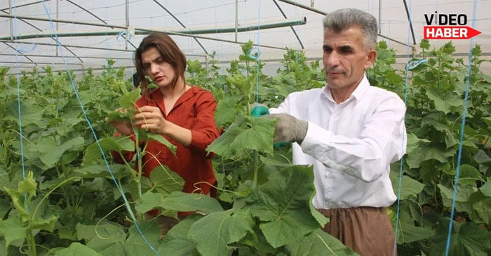 Üniversite mezunu Zeynep, babasının desteğiyle seracılığa başladı