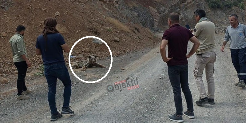 Hakkari'de Dağdan düşen ayı tedavi altına alındı