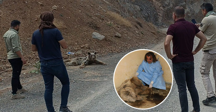 Hakkari'de dağdan düşüp yaralandığı söylenen Ayı, Silahla vurulmuş