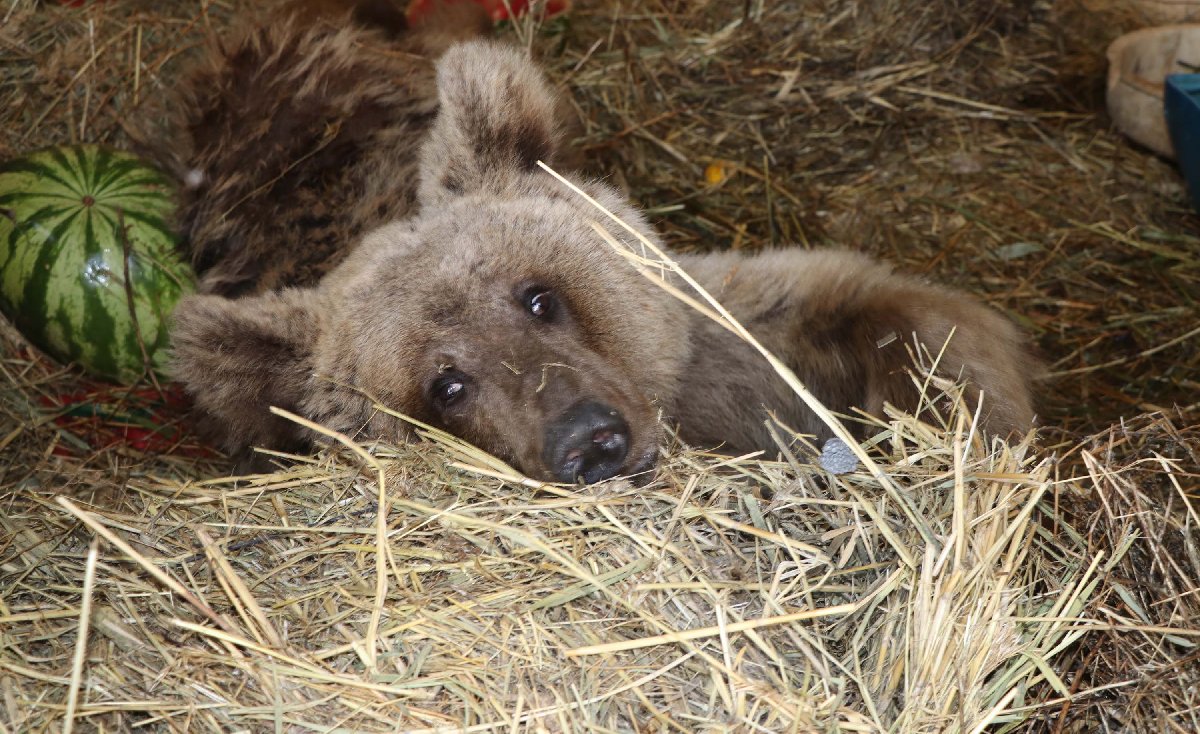 Hakkari'de silahla vurulan ayı ömür boyu felç kalacak