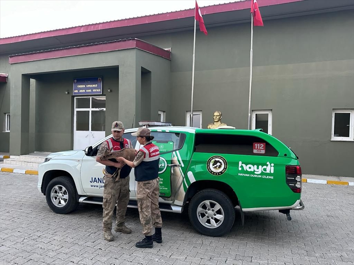 Hakkari'de yaralı dağ keçisi yavrusu tedaviye alındı