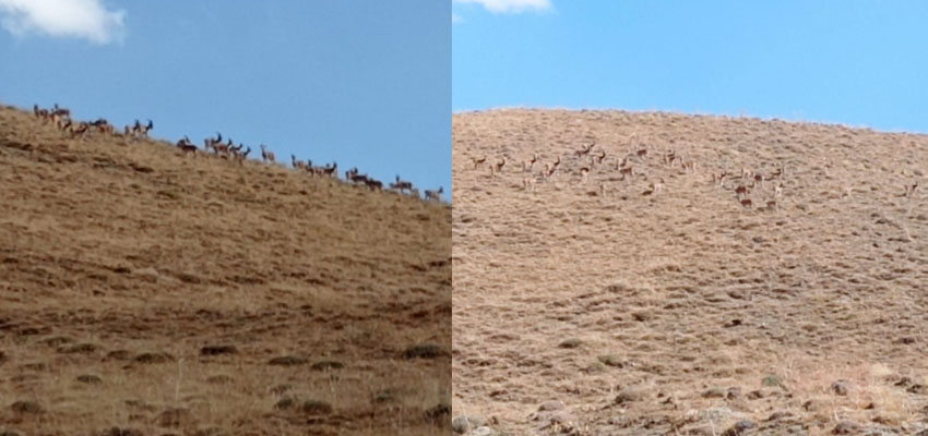 Hakkâri’de karaca sürüsü görüntülendi