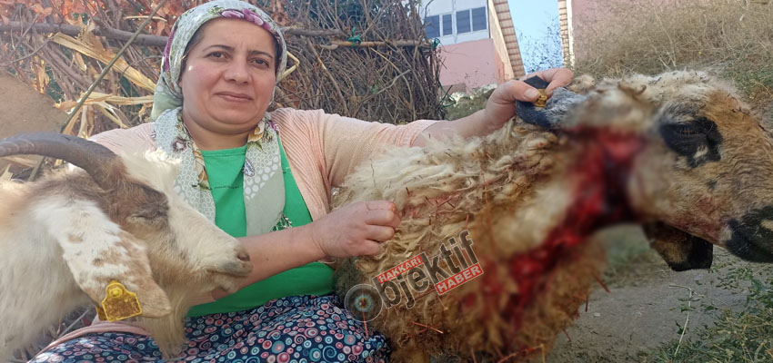Hakkâri’de köpeklerin saldırısı sonucu 5 koyun telef oldu