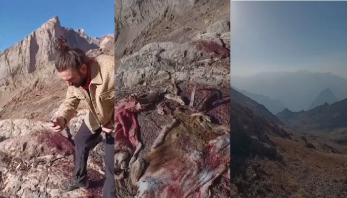 Hakkari'de dağ keçisi katliamı!