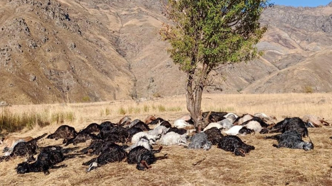 Derecik'te Yıldırım düştü, 62 hayvan telef oldu