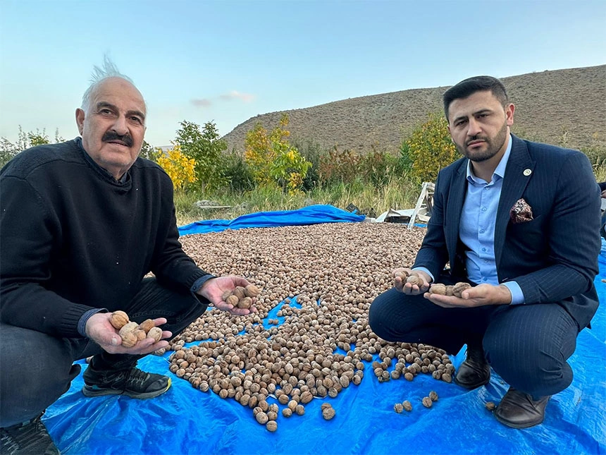 Yüksekova'da ceviz hasadı başladı