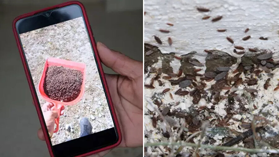 Yüksekova'da Tespih böcekleri mahallelinin kabusu oldu