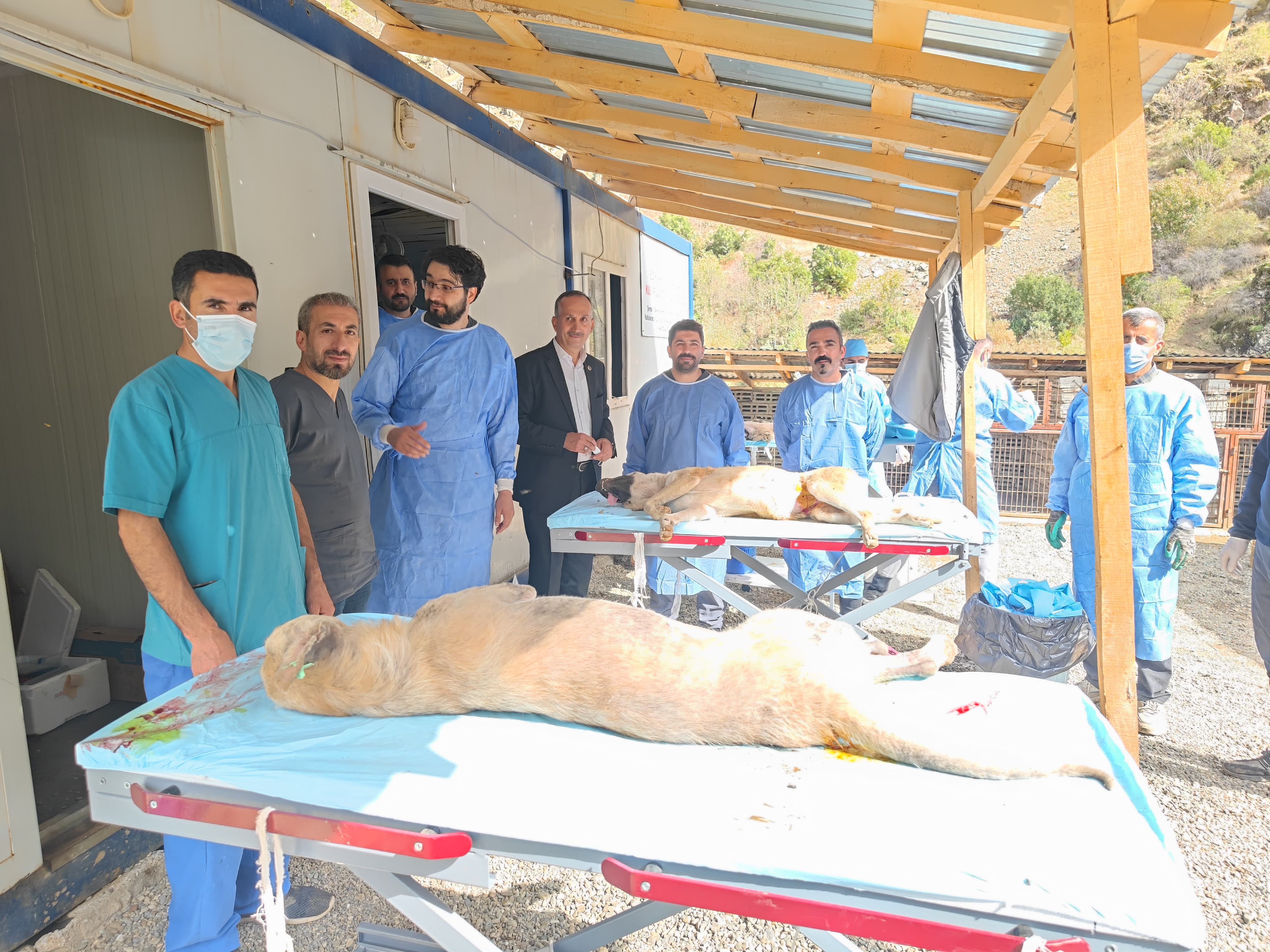 Şemdinli Belediyesinden sokak hayvanlarını Kısırlaştırma çalışması