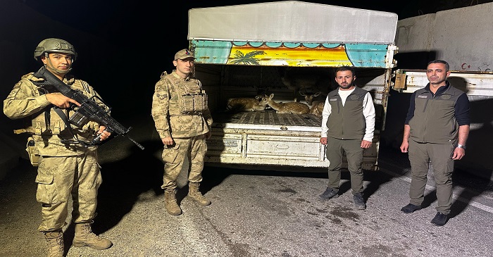 Hakkari'de yol kontrolünde 1'i yavru, 4 alageyik ele geçirildi. Sürücüye rekor ceza